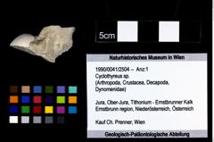 Foto (Objekt + Etikett) von Cyclothyreus sp.  (NHMW-GEO-1990-0041-2504)